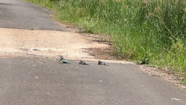 שרקרק ירוק - ML647756130