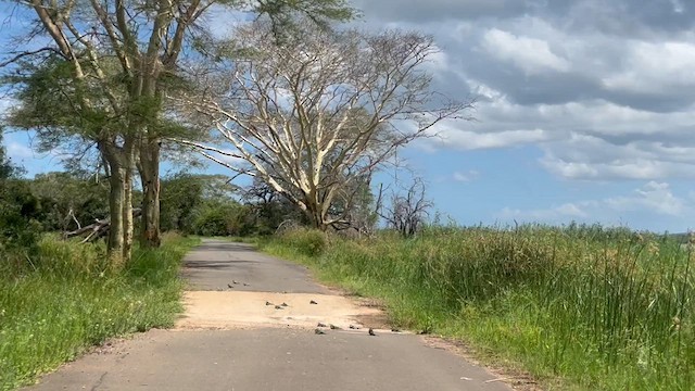 שרקרק ירוק - ML647756131