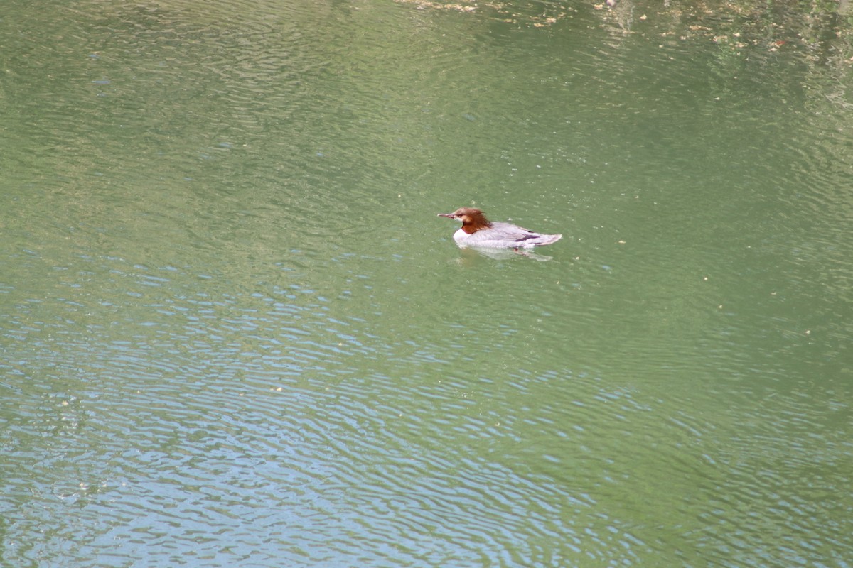 morčák velký - ML647756141