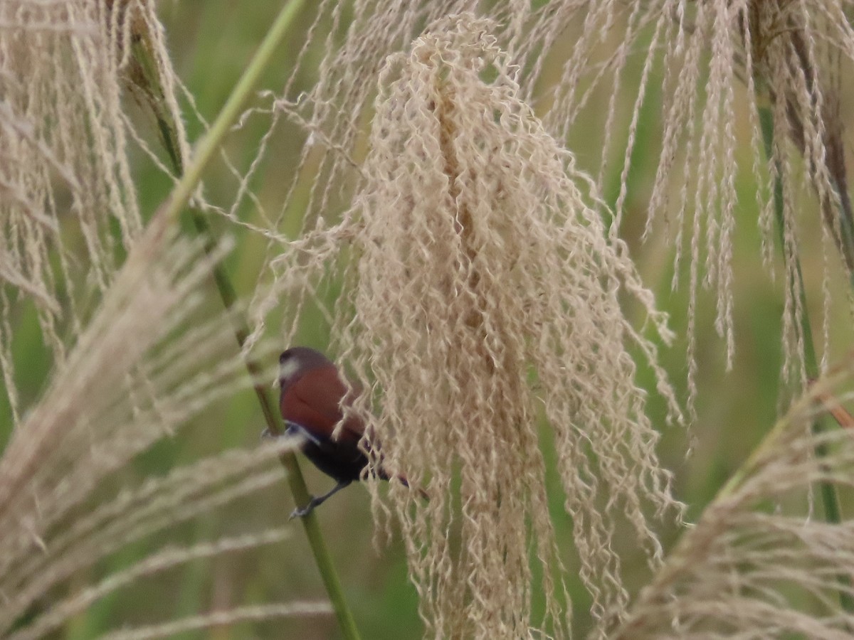 Capucin à tête noire - ML647756157