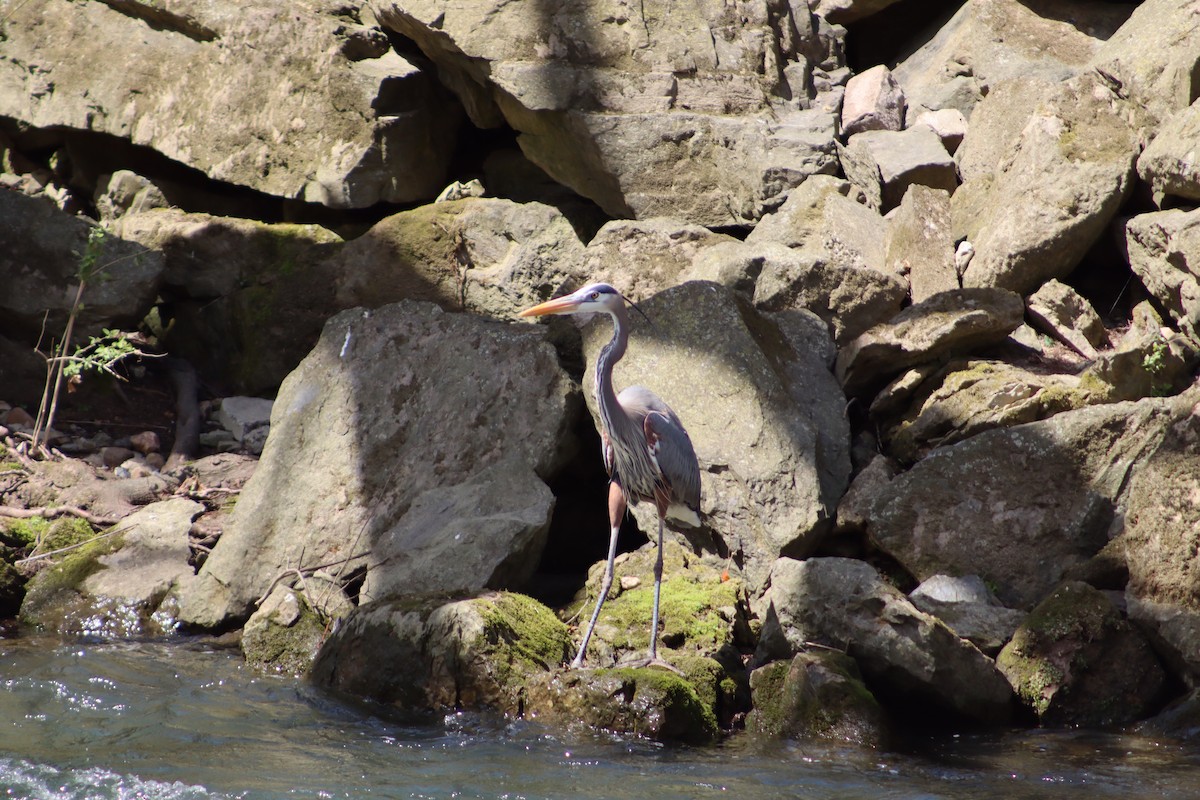 volavka velká - ML647756162