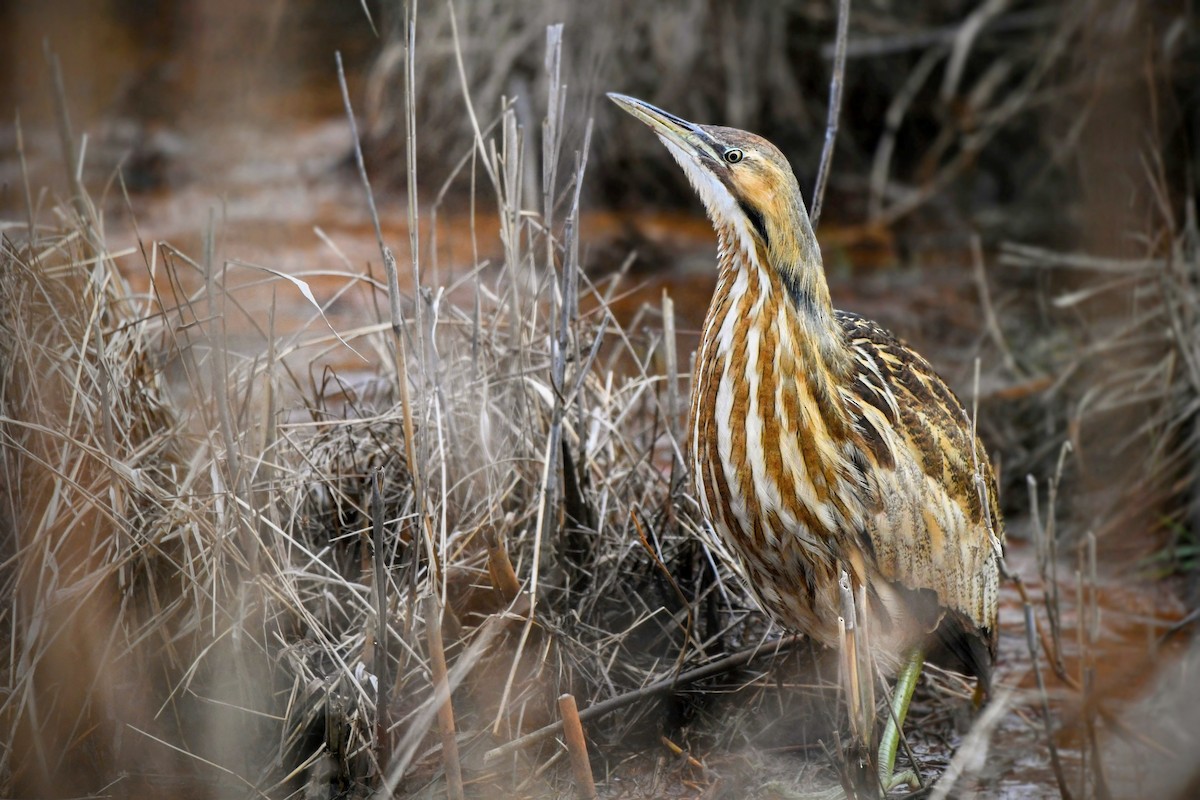 Бугай американський - ML647756179