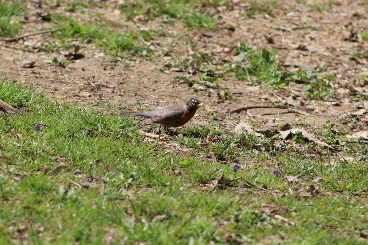 drozd stěhovavý - ML647756186