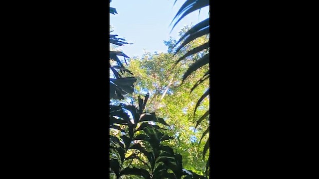 Chestnut-eared Aracari - ML647756197