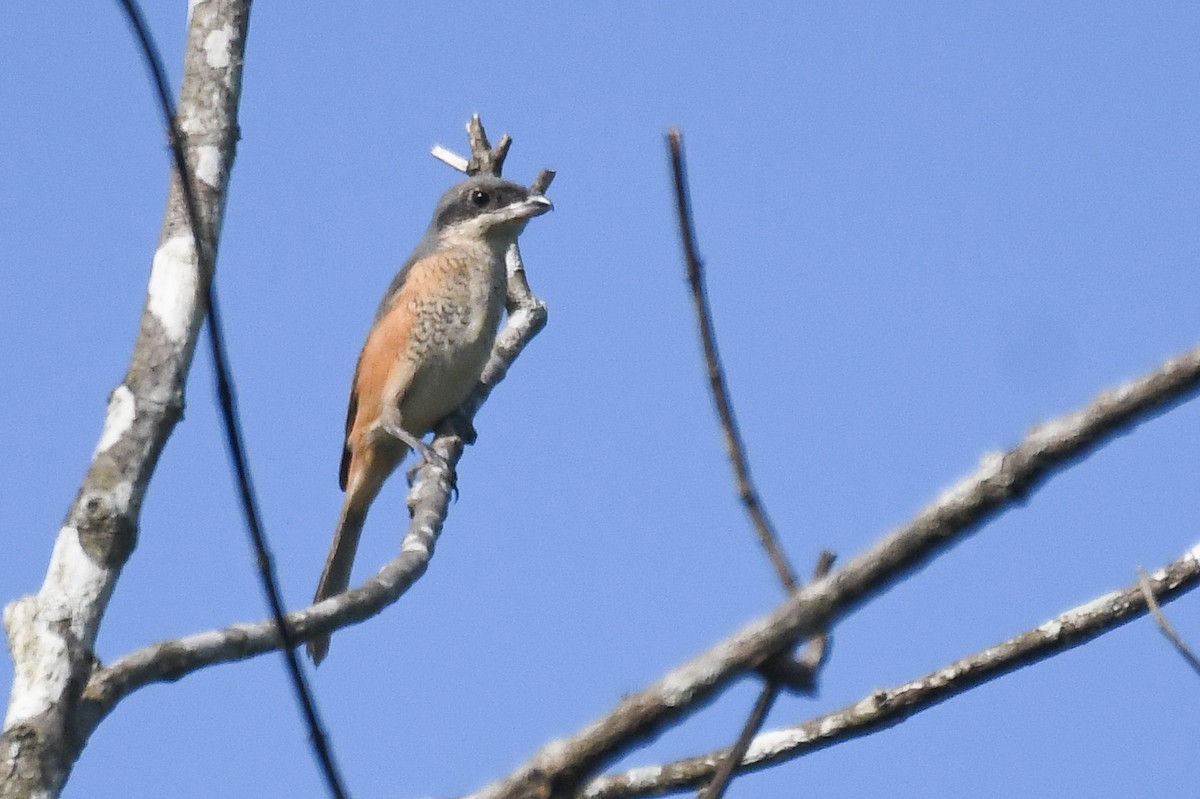 Gray-backed Shrike - ML647756200