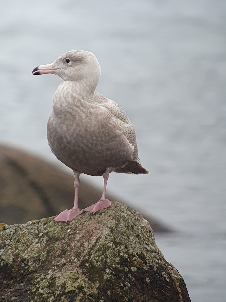 Glaucous Gull - ML647756217