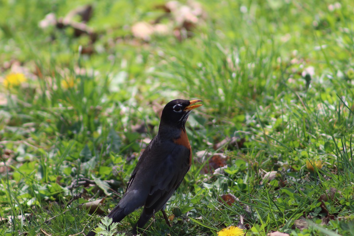 drozd stěhovavý - ML647756219