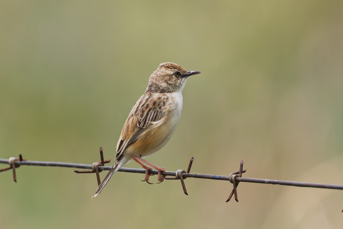 Desert Cisticola - ML647756221