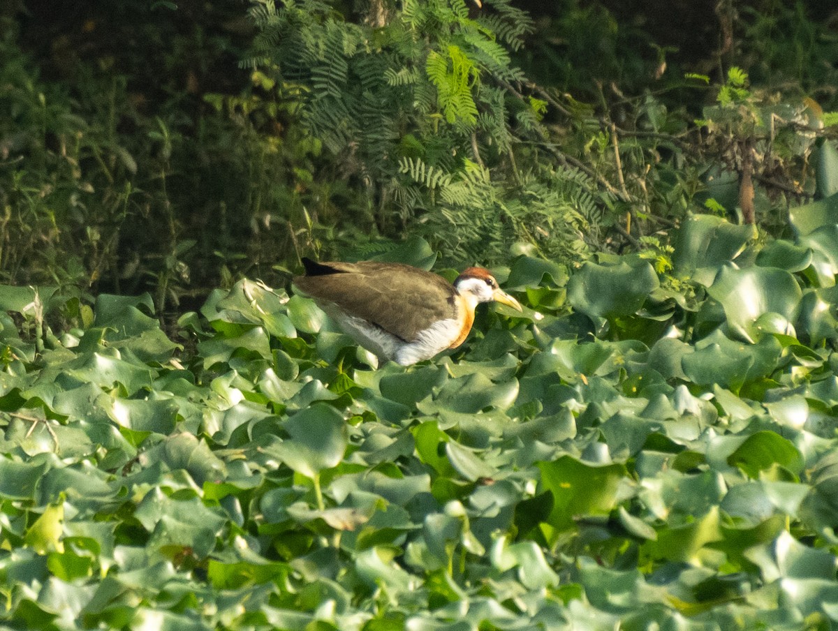 Pheasant-tailed Jacana - ML647756227