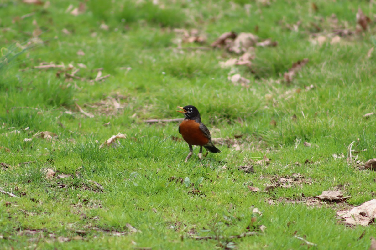 drozd stěhovavý - ML647756249