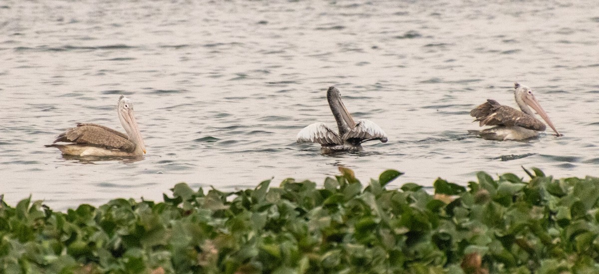 Hint Pelikanı - ML647756263