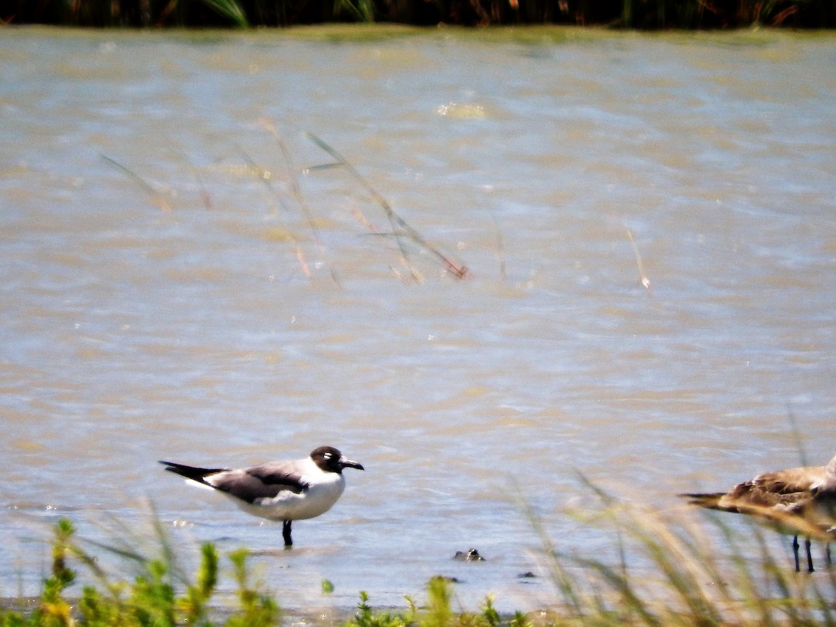 ワライカモメ - ML647756271