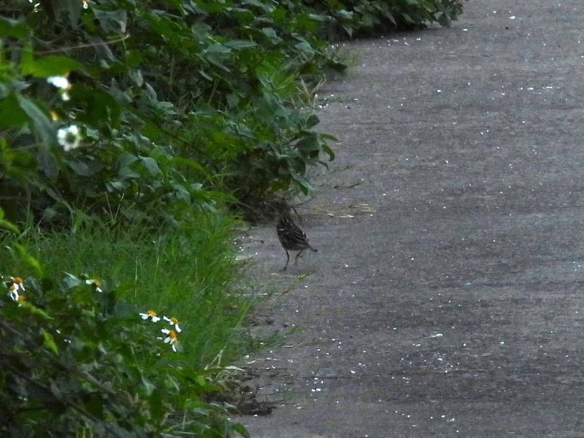 Peçora İncirkuşu - ML647756279