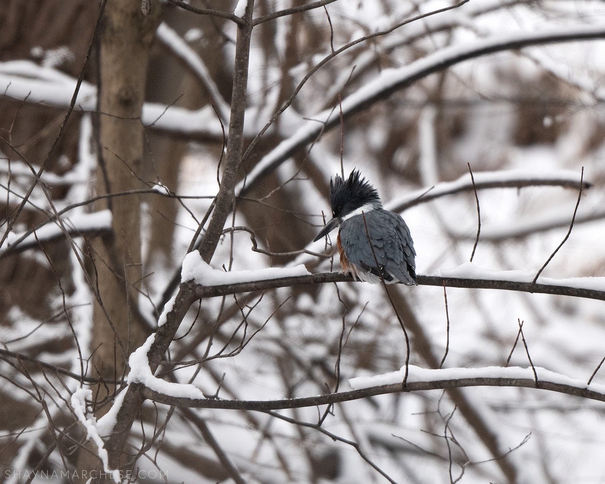 Belted Kingfisher - ML647756282