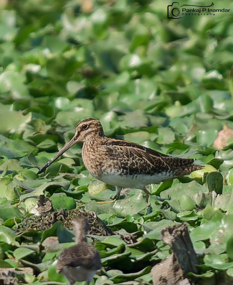 Agachadiza Común - ML647756286