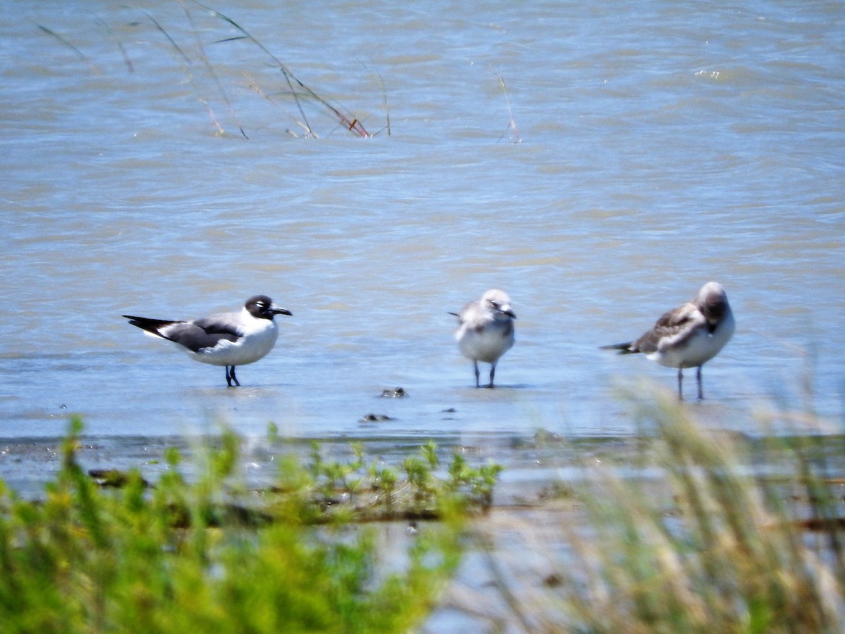 ワライカモメ - ML647756288