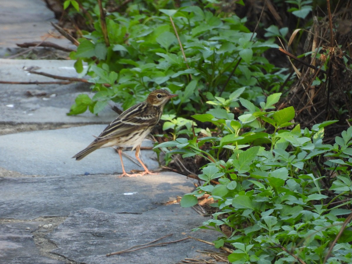 Peçora İncirkuşu - ML647756304