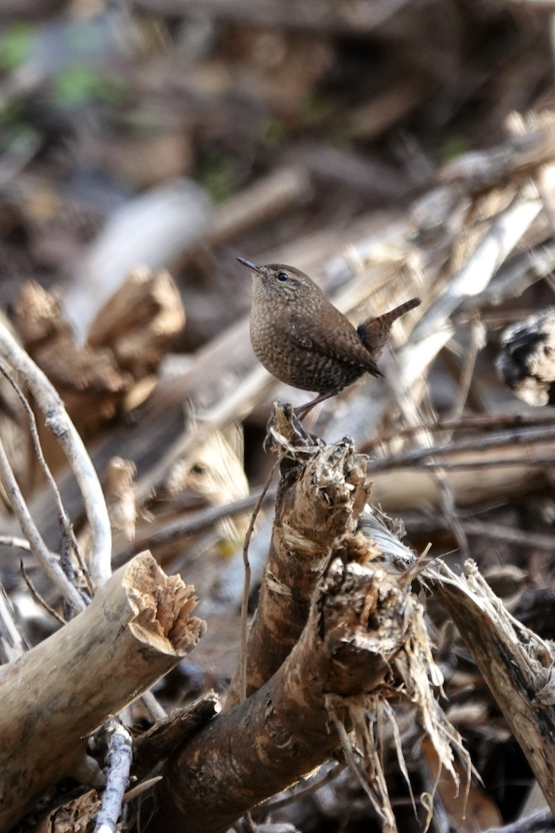 Winter Wren - ML647756309