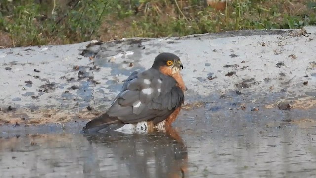 נץ מצוי - ML647756314