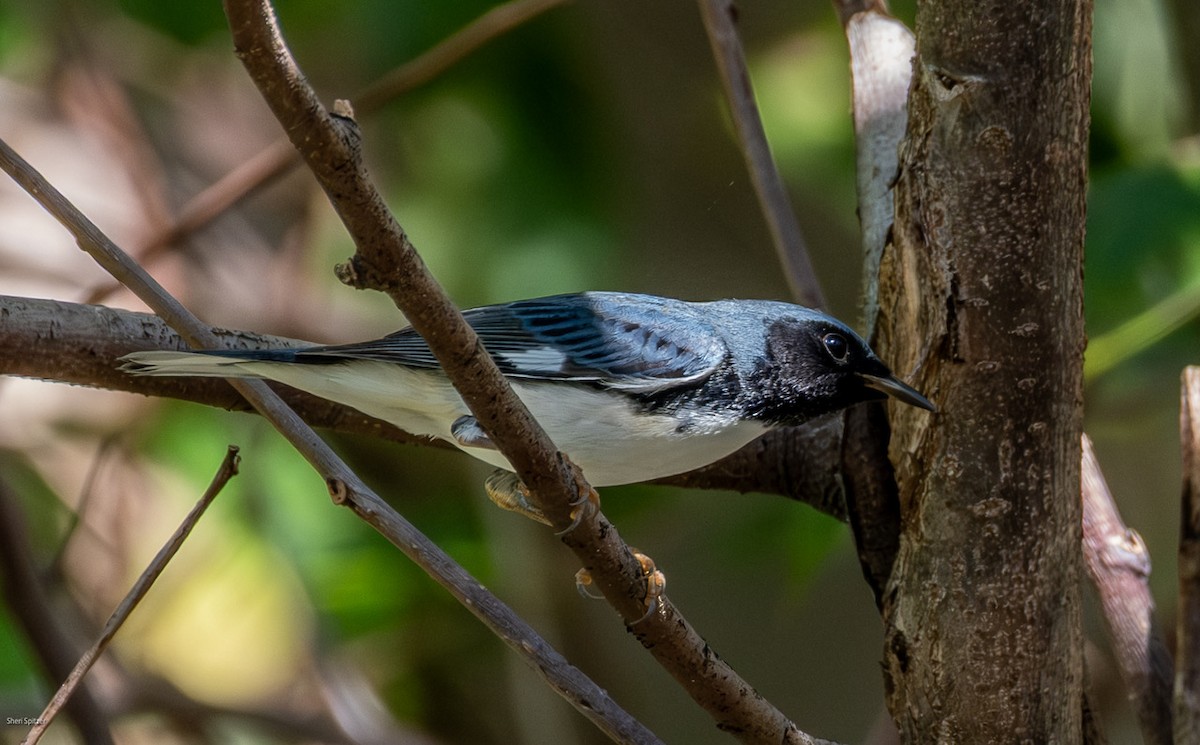 lesňáček modrohřbetý - ML647756320