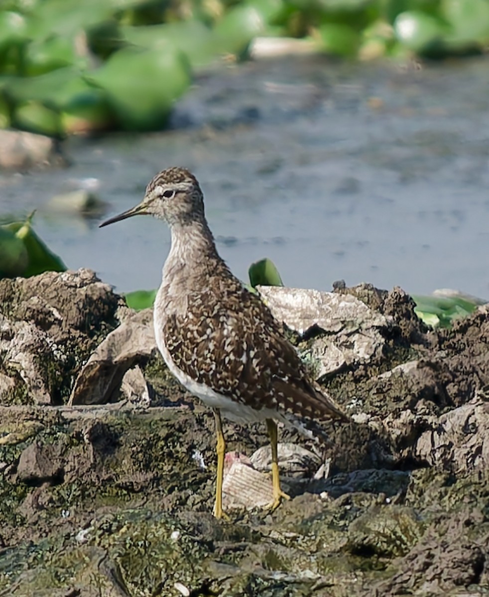 vodouš bahenní - ML647756340