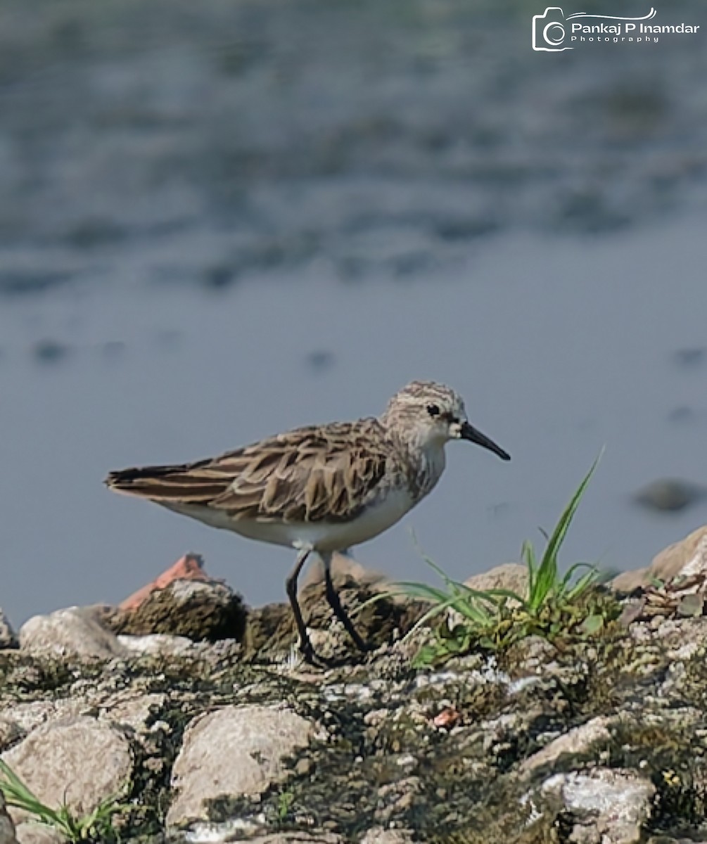 Little Stint - ML647756367