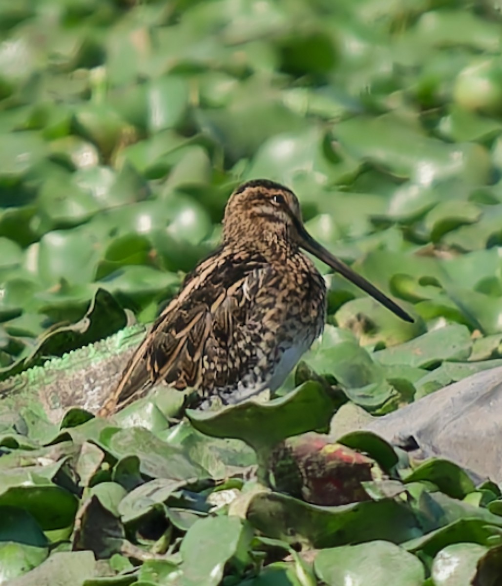 Agachadiza Común - ML647756370