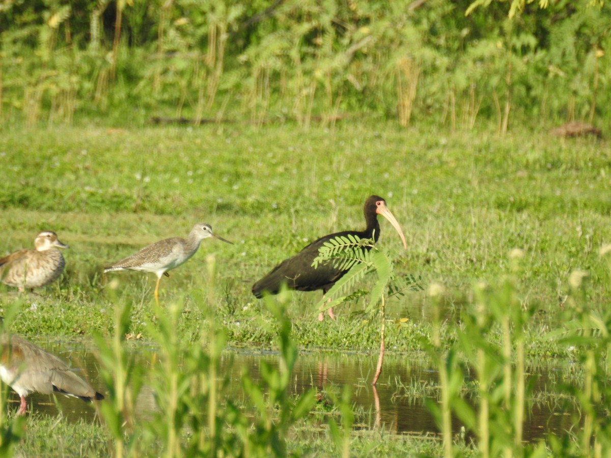 Bare-faced Ibis - ML647756375