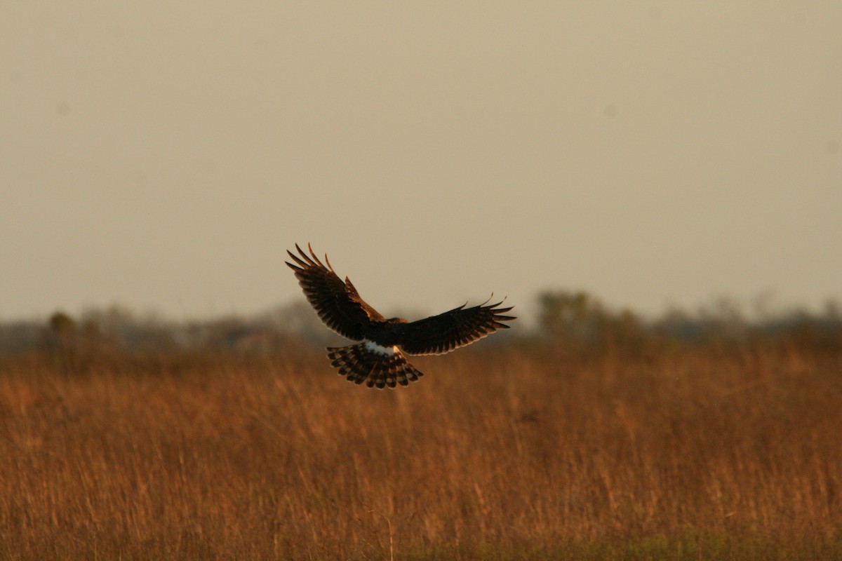 アメリカハイイロチュウヒ - ML647756432