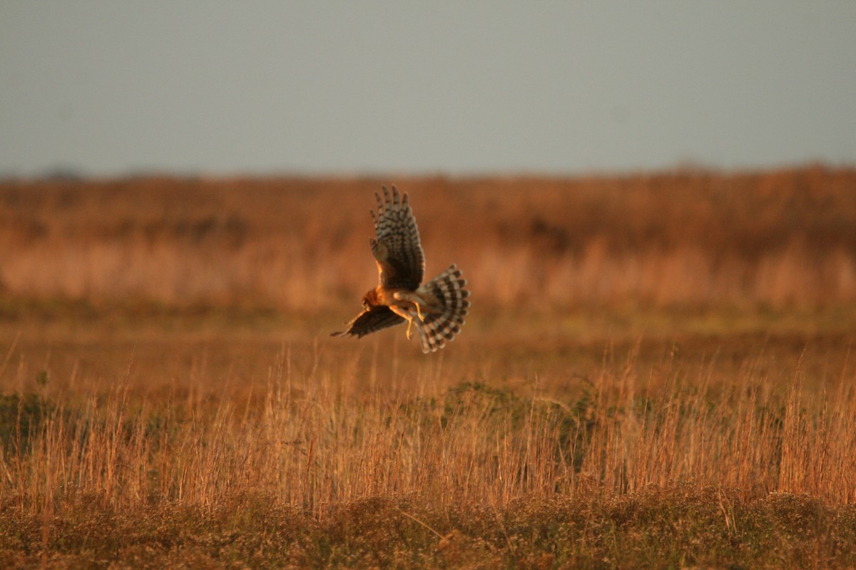 アメリカハイイロチュウヒ - ML647756433