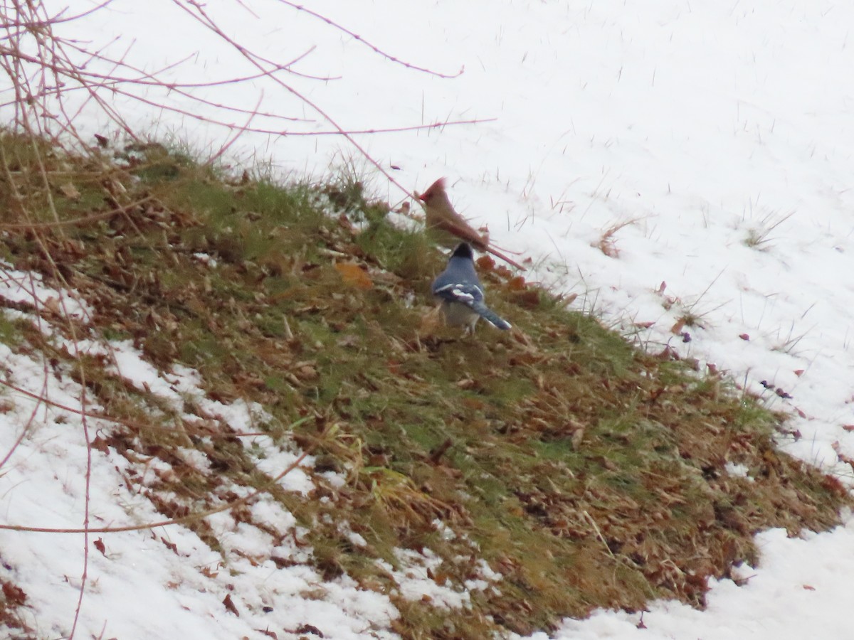 Blue Jay - ML647756442