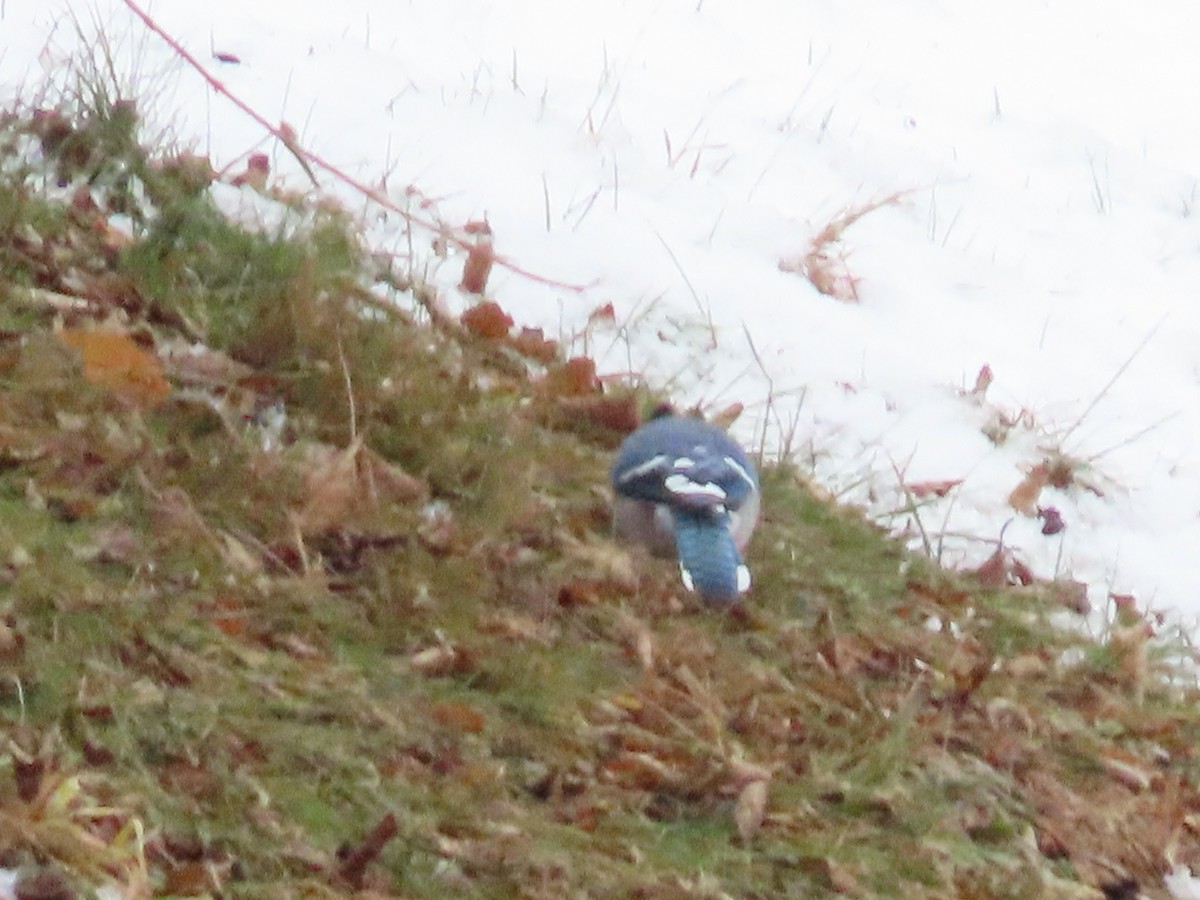 Blue Jay - ML647756443