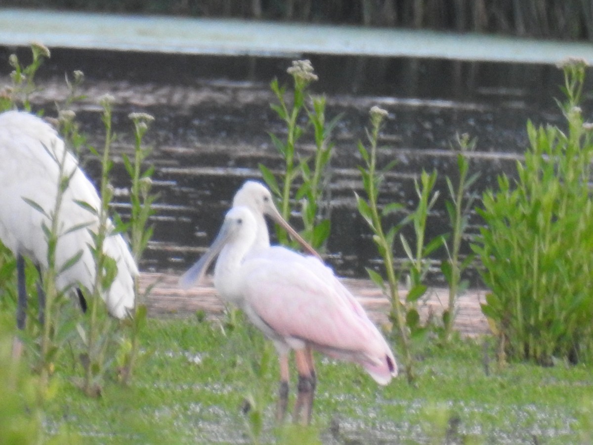 Espátula Rosada - ML647756449