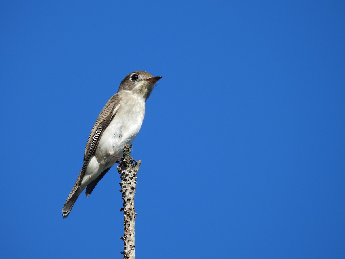 Kahverengi Sinekkapan - ML647756450