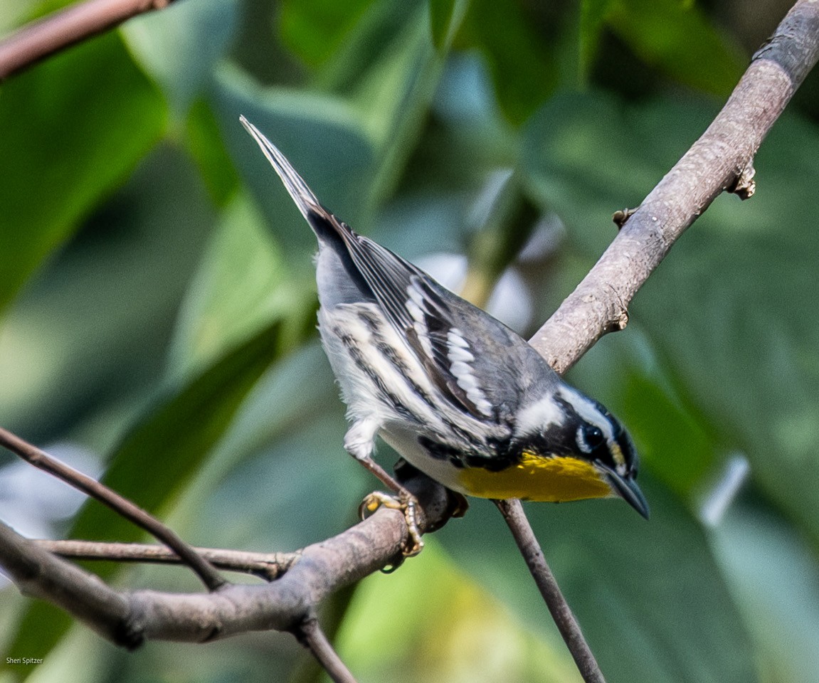 Paruline à gorge jaune - ML647756454