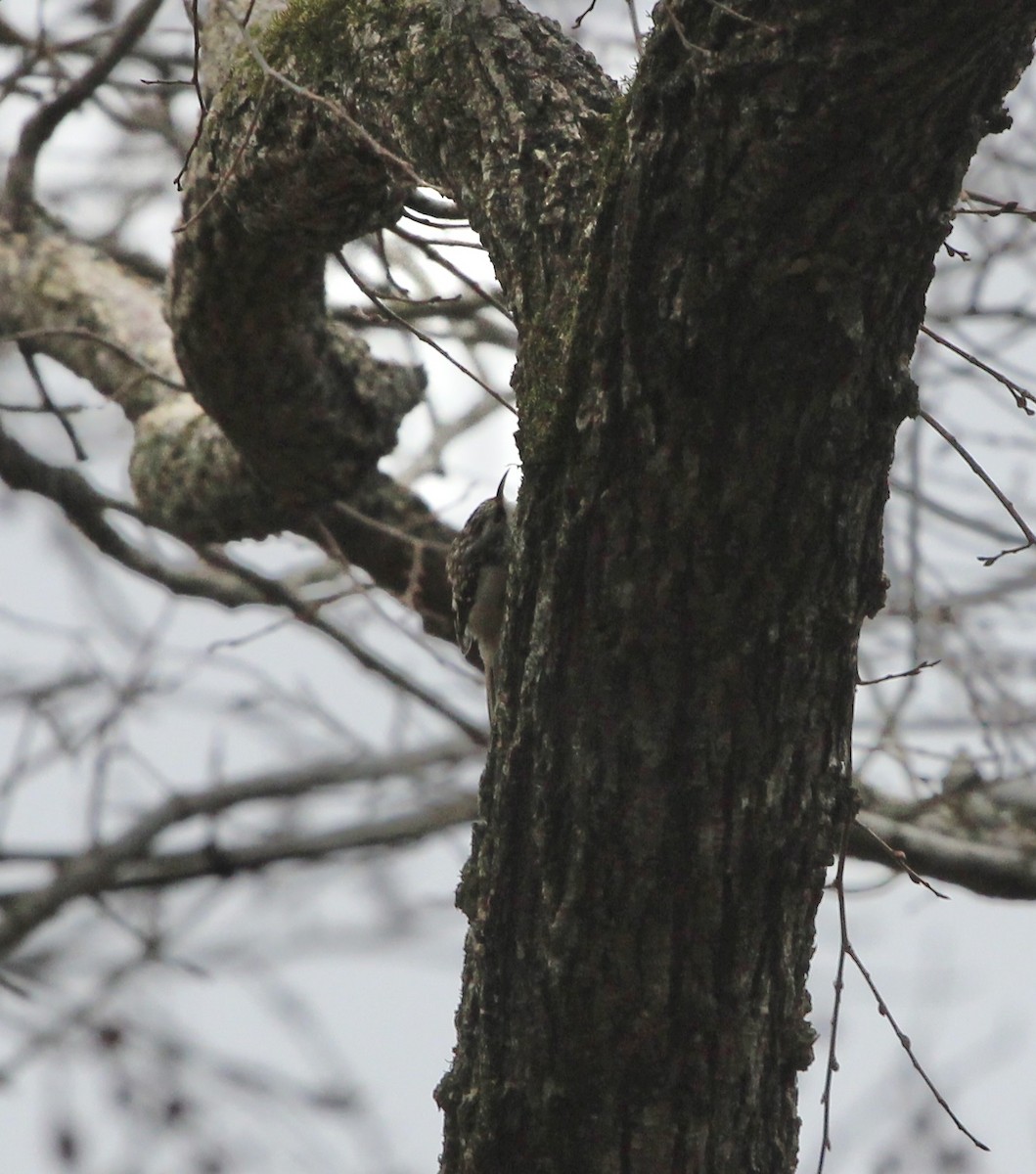 Amerikabaumläufer - ML647756467