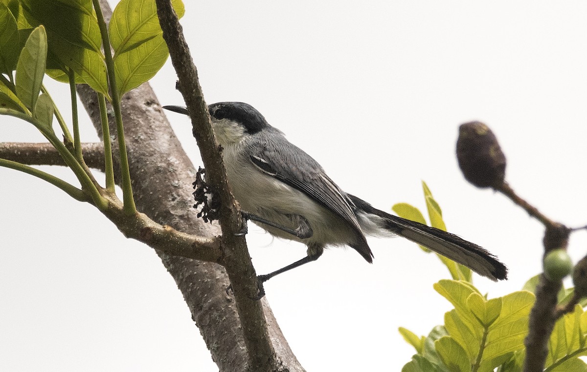 Tropical Gnatcatcher (atricapilla) - ML647756471