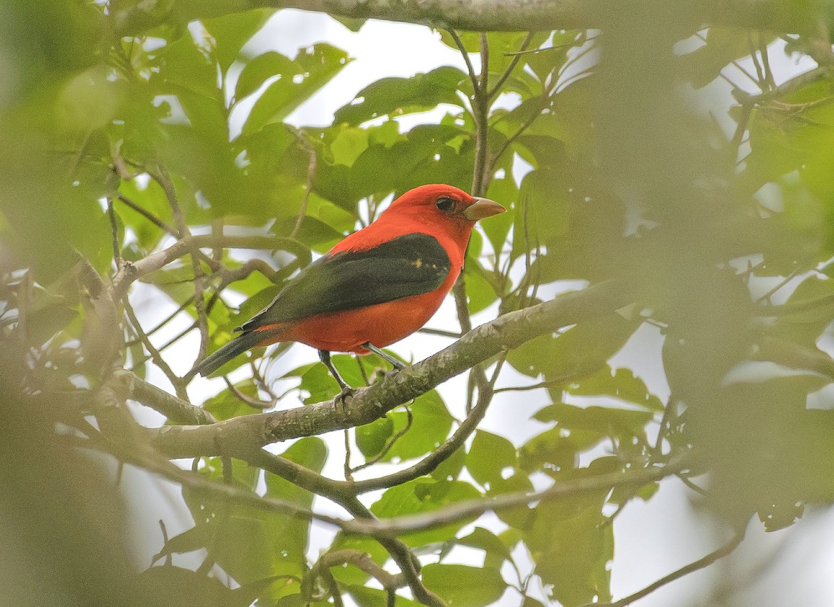 Scarlet Tanager - ML647756482