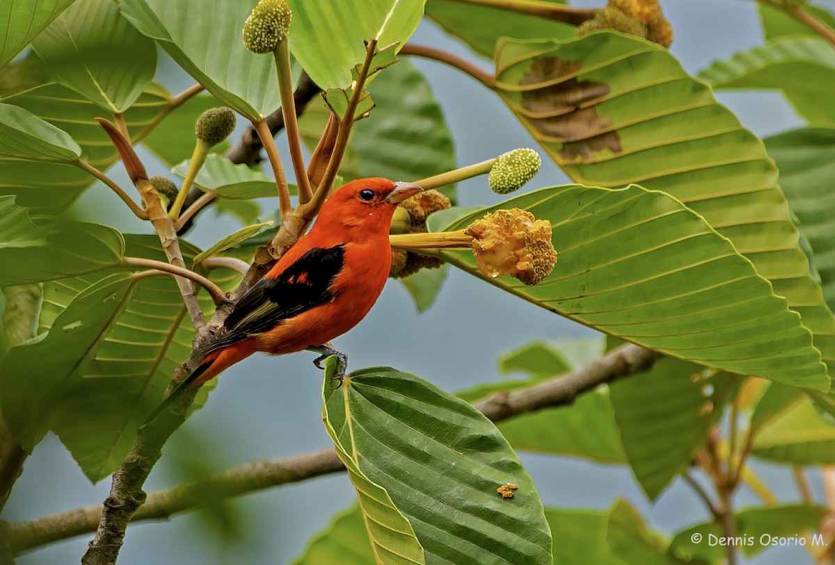 Scarlet Tanager - ML647756489