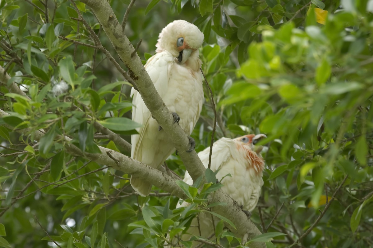Nasenkakadu - ML647756497