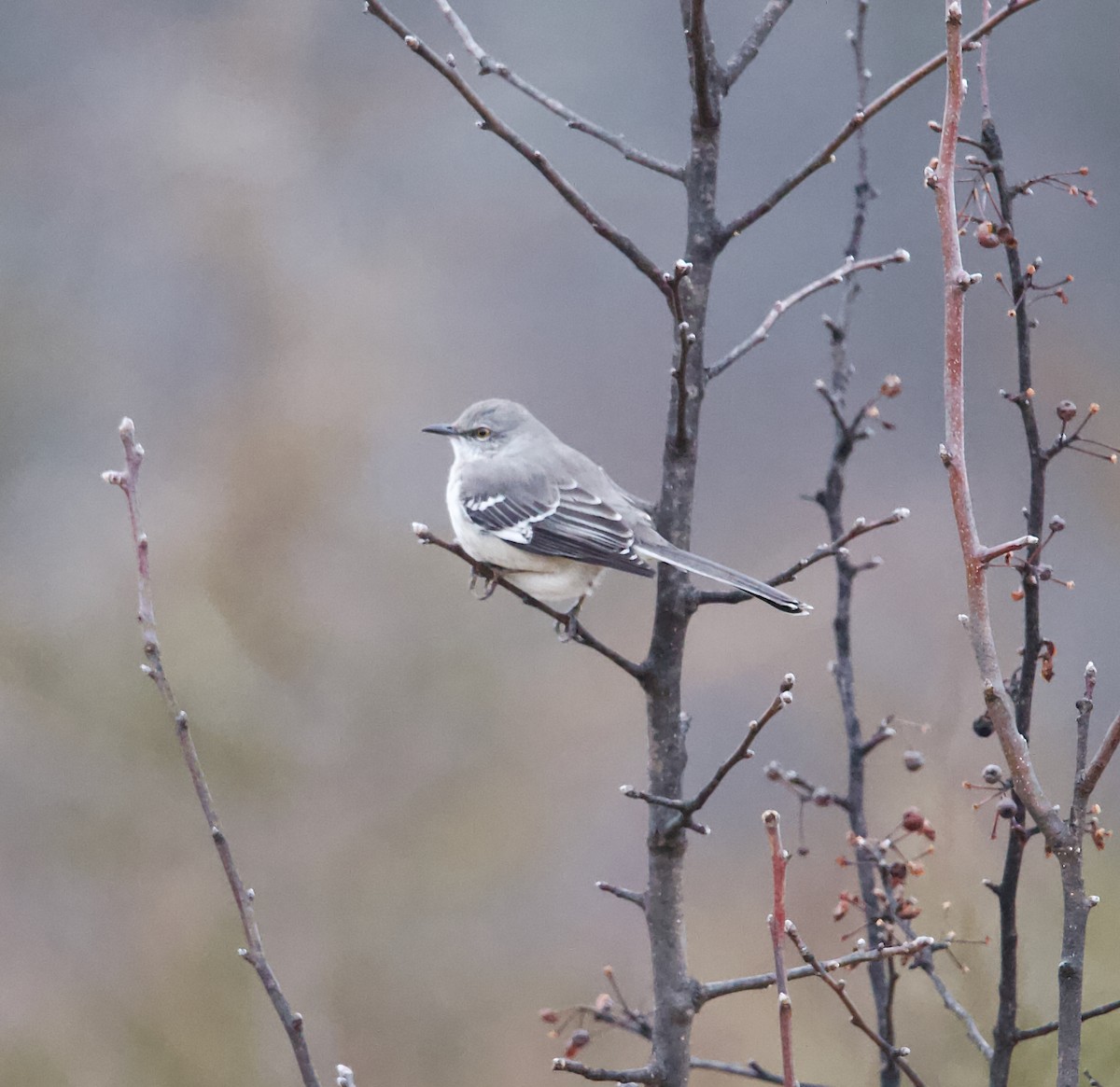 drozdec mnohohlasý - ML647756500