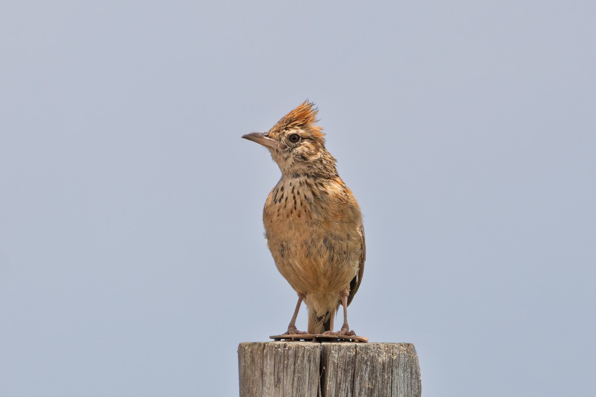 Kurzhaubenlerche - ML647756527