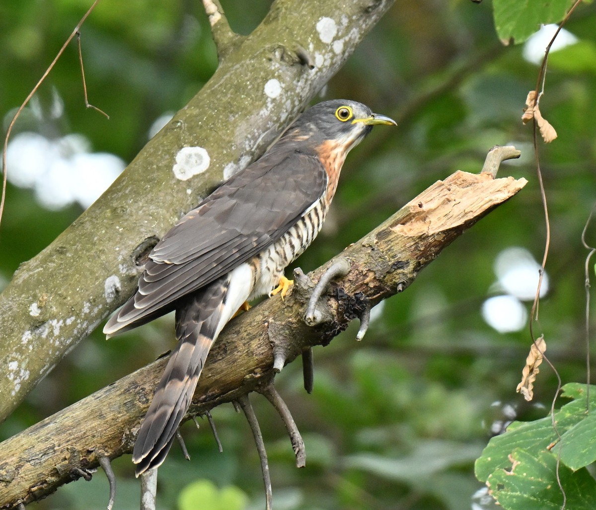 Sperberkuckuck - ML647756528