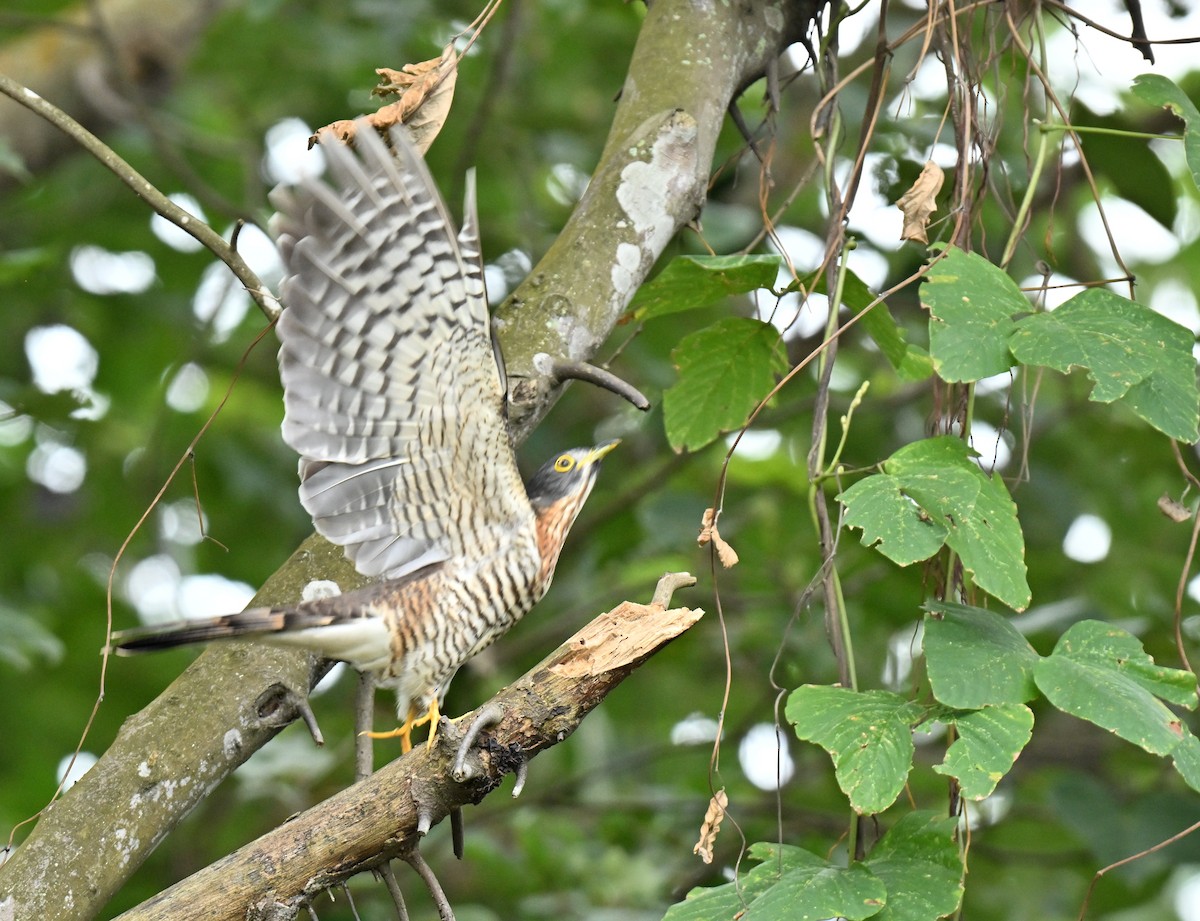 Sperberkuckuck - ML647756529