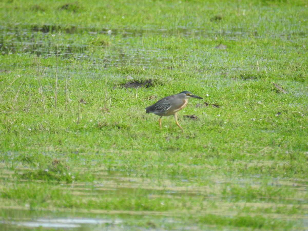 Striated Heron - ML647756530