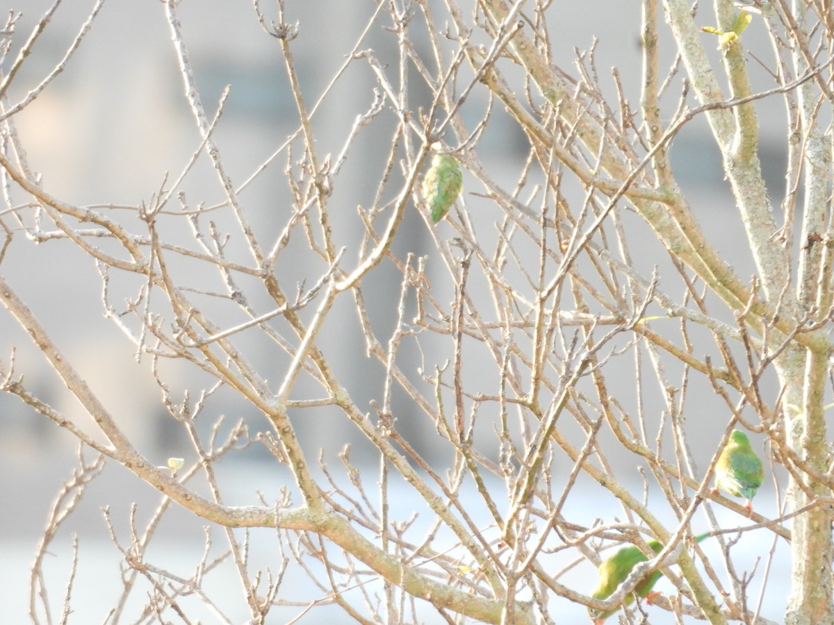 Brillensperlingspapagei - ML647756532