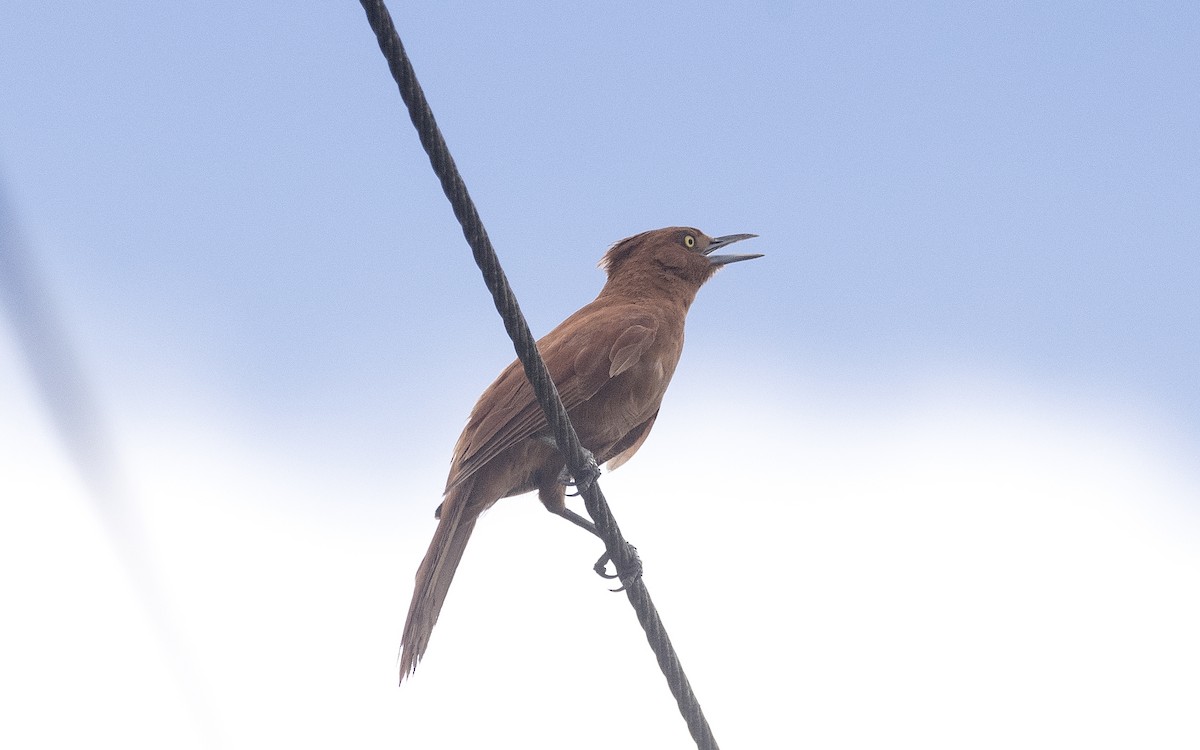 Zimthaubenläufer - ML647756533