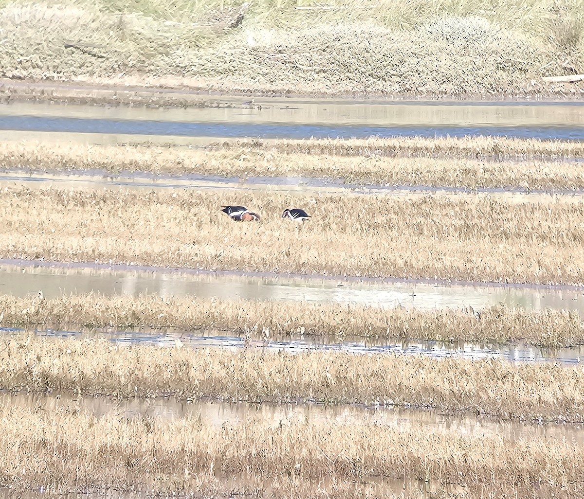 Rothalsgans - ML647756534