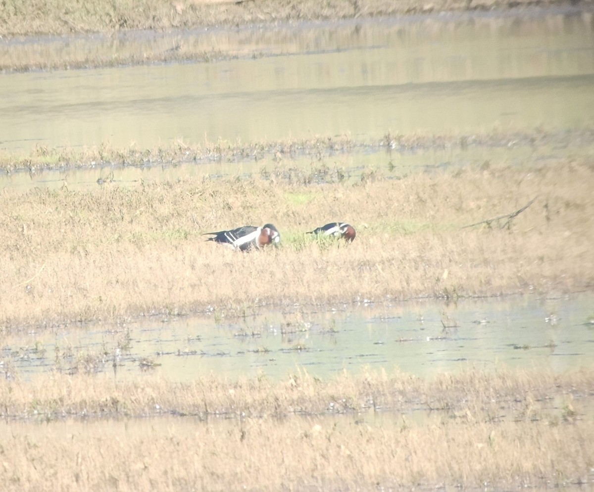 Rothalsgans - ML647756535