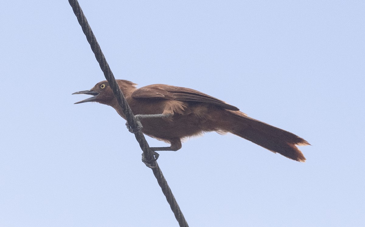 Zimthaubenläufer - ML647756536